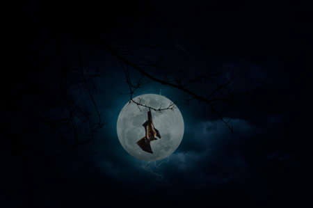Bat scream and hang on dead tree over moon and cloudy sky, Mysterious background, Halloween concept