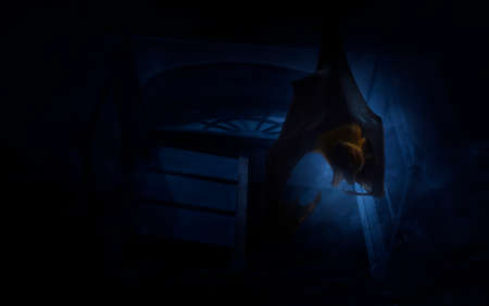Bat scream and hang over old ancient window castle, Spooky background, Halloween conceptの写真素材