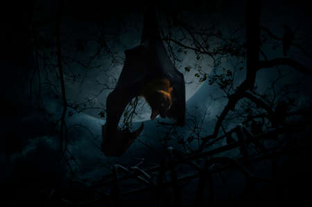Bat scream and hang on dead tree over old fence, crow, moon and cloudy sky, Spooky background, Halloween conceptの写真素材
