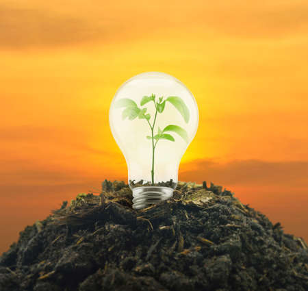 Light bulb with small green leaf plant inside on pile of soil over sunset sky, Eco energy conceptの写真素材