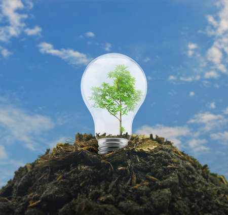 Light bulb with tree inside on pile of soil over blue sky, Ecological power and energy concept