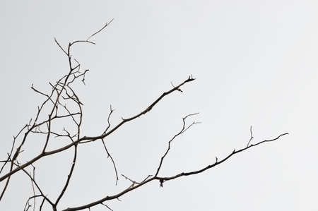 Dead tree branches isolated on white backgroundの写真素材