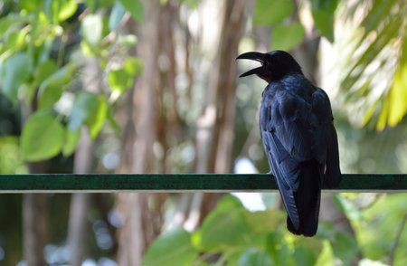 Black crow standing on metal tube over blur green tree in parkの写真素材