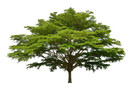 Big green tree isolated on white backgroundの写真素材