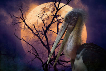 Lesser adjutant stork bird standing over dead tree, full moon and spooky cloudy sky, Halloween mystery conceptの写真素材