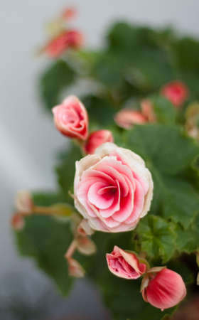 pink begoniaの写真素材