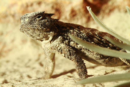 Bearded dragonの写真素材