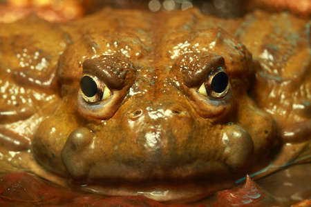 Bull frog