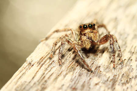 Jumping spiderの写真素材