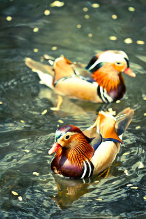 Duckyの写真素材