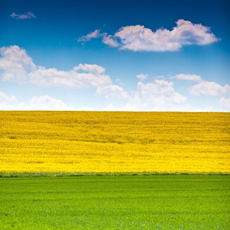 Landscape with rapeseed flowers, grass and skyの写真素材