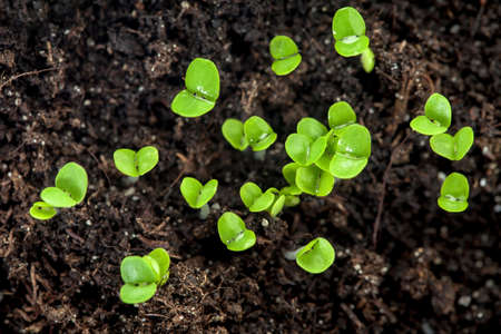 Young plants in the soil, seedlingの写真素材