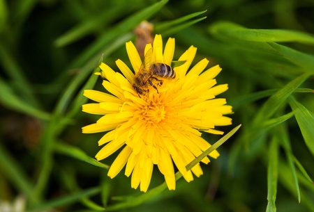 Bee on a flowerの写真素材