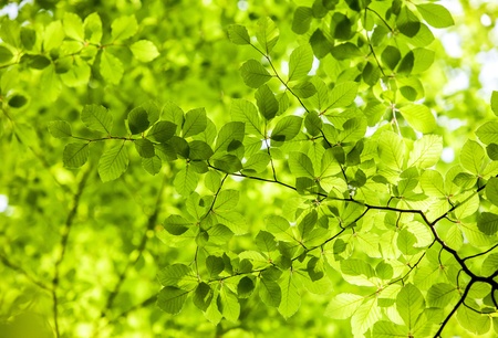 Green leaves, backgroundの写真素材