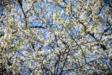 White flowers, background