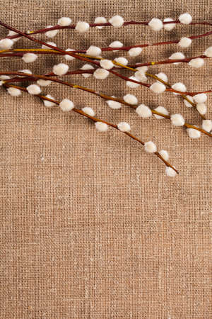 Spring catkins on the hemp bag, text place, backgroundの写真素材