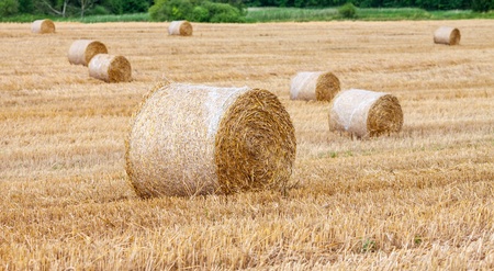 Round bales of hay in the fieldの写真素材