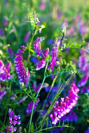 Purple flowers in the meadow, Vetch, Vicia の写真素材