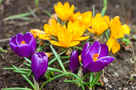 Yellow and purple crocusの写真素材