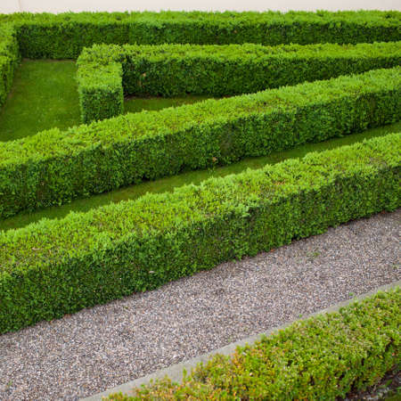Green hedgeの写真素材