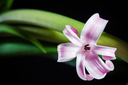 Hyacinth single violet macro flower on black background