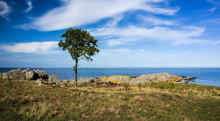 Landscape with single tree and water horizonの写真素材