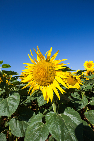 Sunflower field with blue clear skyの写真素材