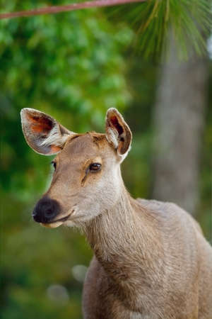 profile close up of axis deer brownの写真素材