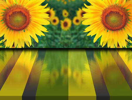 Sunflowers twin in the field  and reflection on the floorの写真素材