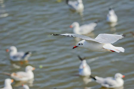 Seagull flying