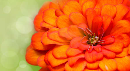 Chrysanthemums yellow, orange , green bokeh,close-up , vividの写真素材