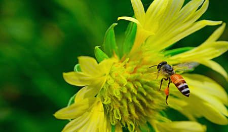 Bees flying into yellow flowersの写真素材