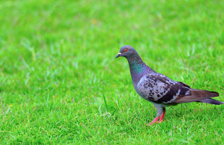 Wild Thailand beautiful pigeon stand alone on greenswardの写真素材