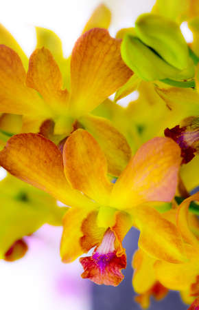 Yellow orchid close upの写真素材