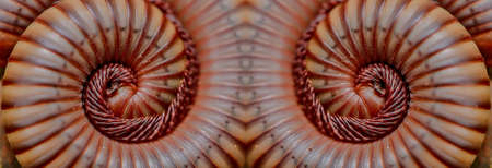 Millipede twin close-upの写真素材