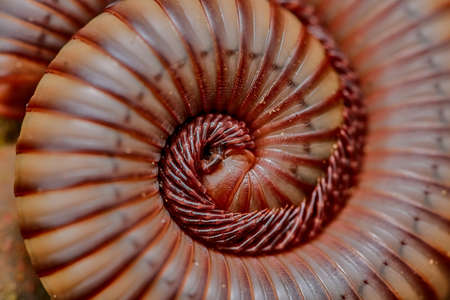 Millipede close-upの写真素材