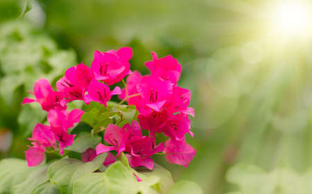 Paper Flower, Bougainvillea glabra super red ,light ,brightの写真素材