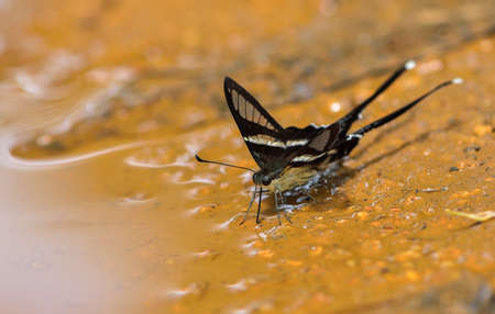	Butterfly on wet brown ground and shadow,reflectの写真素材