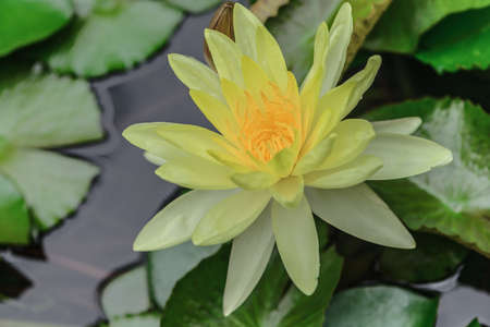 Yellow Water Lily with Lotus Leaf on Pondの写真素材