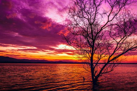 Dramatic orange sunset with dead tree, Quebecの写真素材