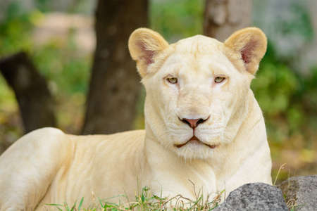 Closeup white lion Panthera leo look at the cameraの写真素材
