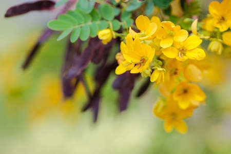 Indian senna is yellow flower have brown fruitの写真素材