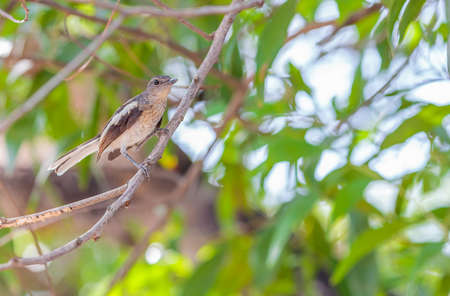 little bird single watching something , hold on the branch sunlight cried in the morning,Green leaves and background bokehの写真素材