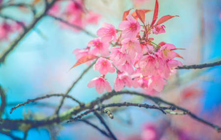 Sakura Flower or Cherry Blossom With Beautiful Nature Background  Wild himalayan cherry flower with filter effect  sweet  process styleの写真素材