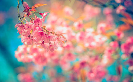Pink sakura or cherry blossom tree with blue sky,background blur bokeh full vivid color.の写真素材