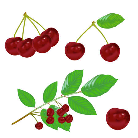 Cherry Fruit Vectorのイラスト素材