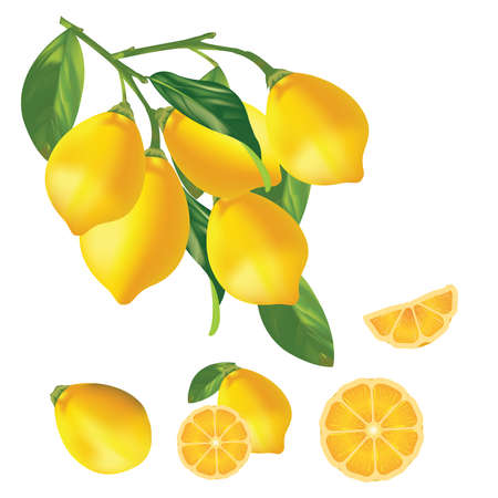 Fresh lemon fruits, collection of vector illustrationsのイラスト素材