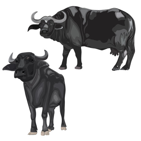 Black buffalo and black buffalo isolated on white background. Vector illustration.のイラスト素材