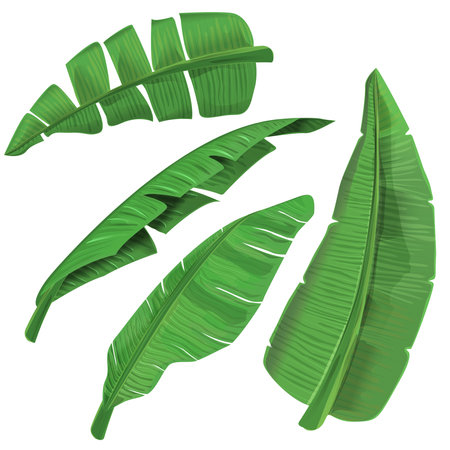Green Banana Leafのイラスト素材