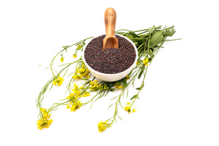 Mustard seeds and mustard flower in white ceramic bowl and wooden spoon on white backgroundの写真素材
